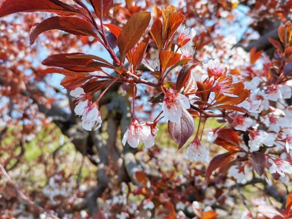 りんごの木の花＠須坂郊外の畑