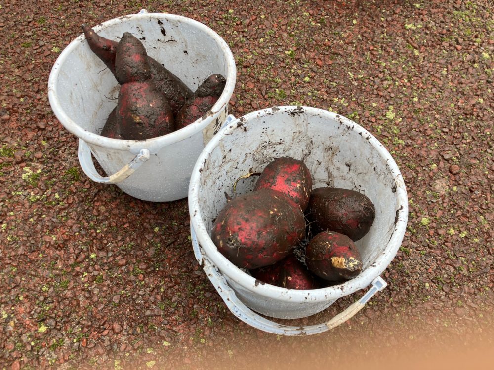 農業小学校で収穫したサツマイモ